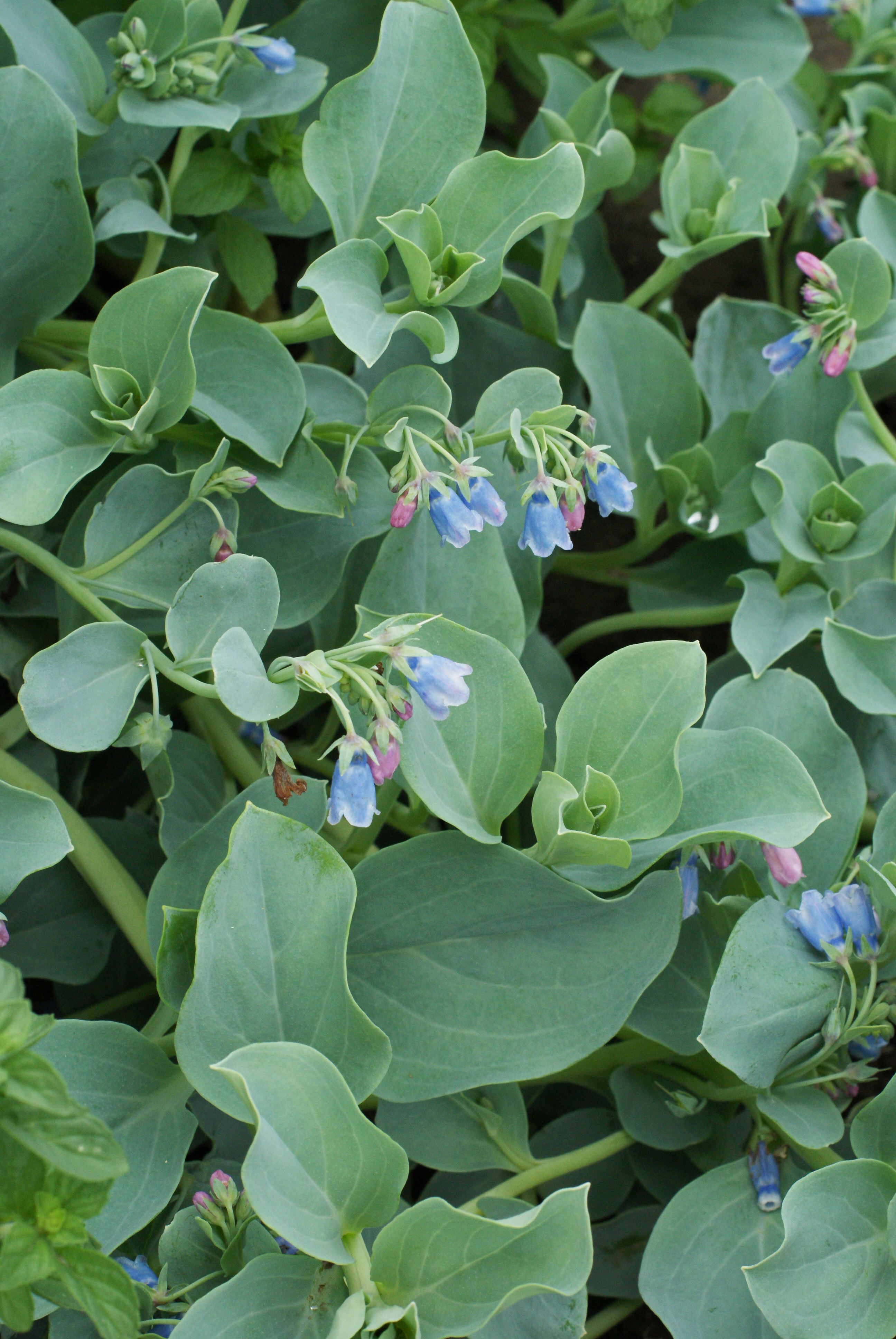 Ustricová rastlina, Mertensia maritima, plúcenka prímorská, špeciality, netradicné bylinky,